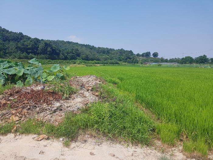 인천 강화군 내가면 황청리 산135 임야 사진 5