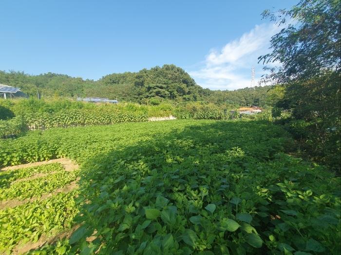 충북 옥천군 옥천읍 동안리 75-1 임야 사진 2