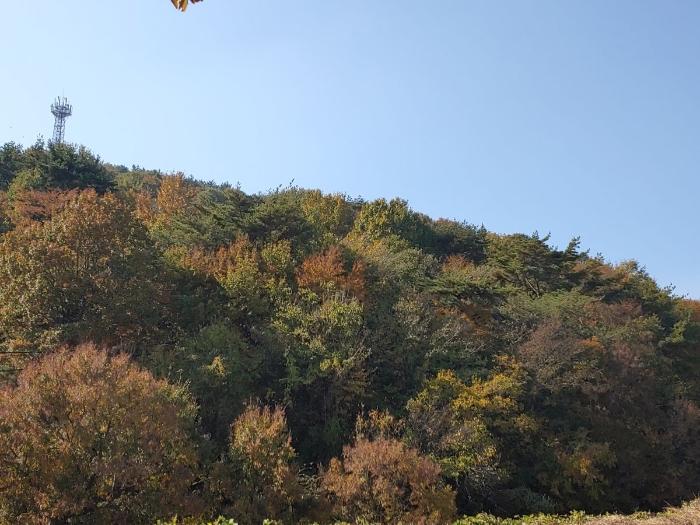경남 통영시 광도면 황리 1063-1 과수원 사진 6
