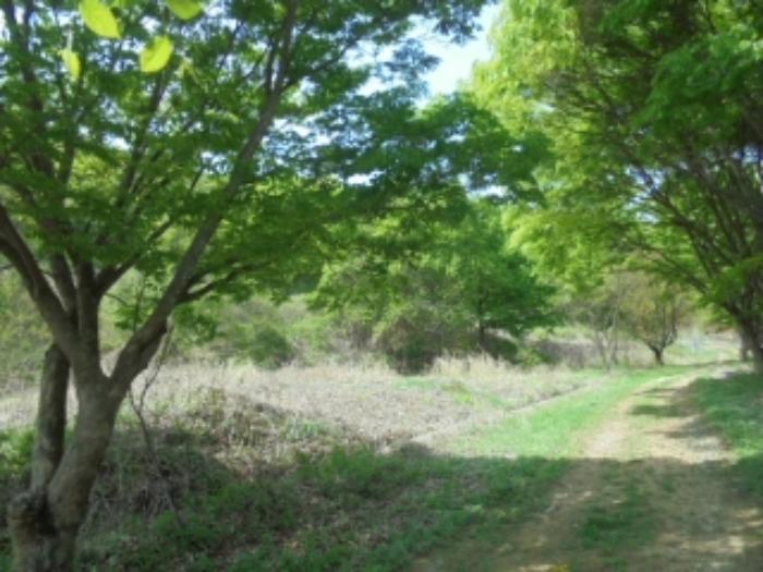 충청북도 충주시 호암동 469-2 임야 경매 사진 21