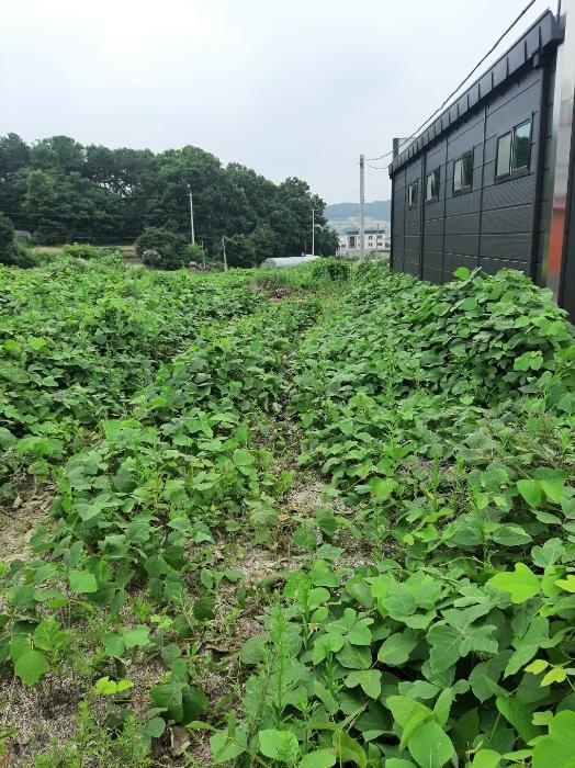 충청북도 진천군 광혜원면 선수촌로 104-3구) 충청북도 진천군 광혜원면 회죽리 293-9 근린주택 경매 사진 8