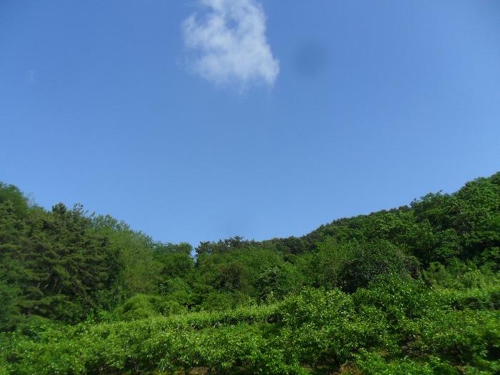 경남 밀양시 초동면 성만리 산34-3 임야 사진 2