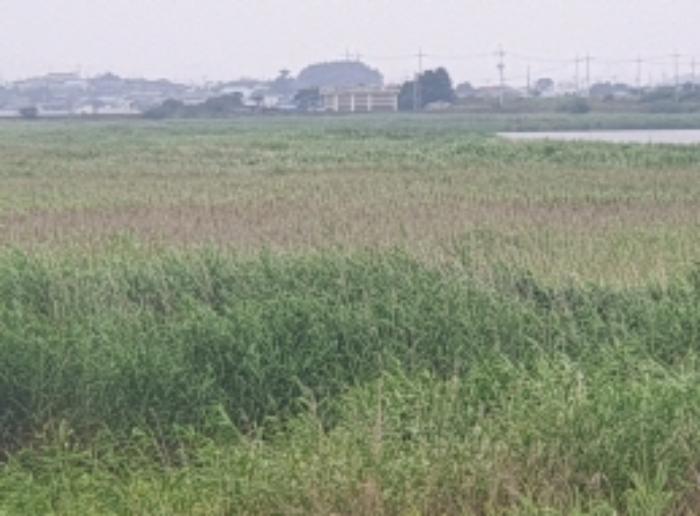 전라남도 여수시 소라면 대포리 1346-12 유지 경매 사진 9