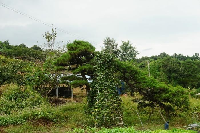 전라북도 전주시 완산구 삼천동2가 160-7 주택 경매 사진 3