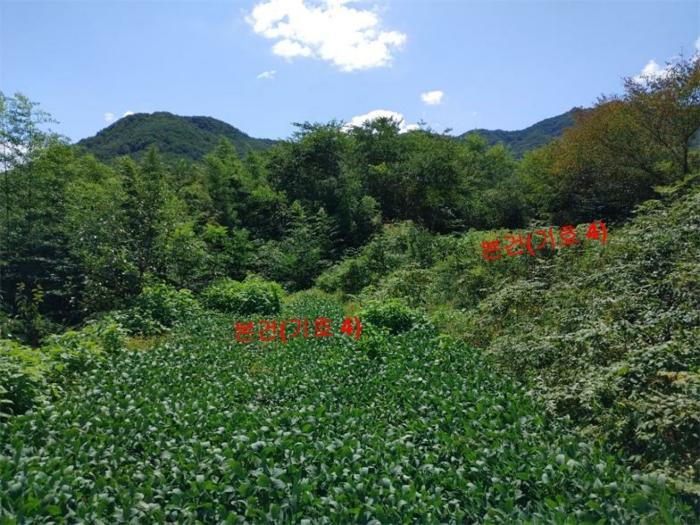 경상남도 합천군 가회면 중촌리 277 답 경매 사진 8
