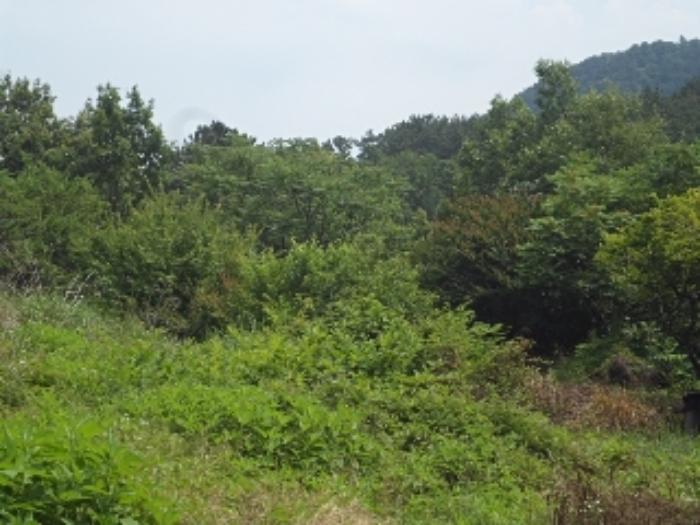 경상남도 밀양시 용평동 439-2 묘지 경매 사진 12