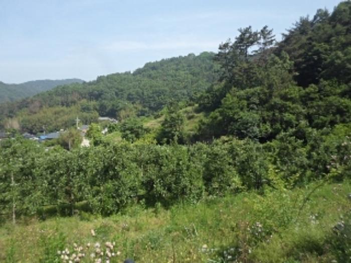 경상남도 밀양시 상남면 동산리 1023 임야 경매 사진 23