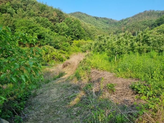 경상남도 밀양시 상남면 동산리 1023 임야 경매 사진 4