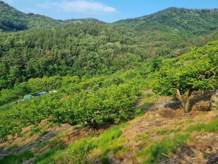 경상남도 밀양시 상남면 동산리 1023 임야 경매 사진 5