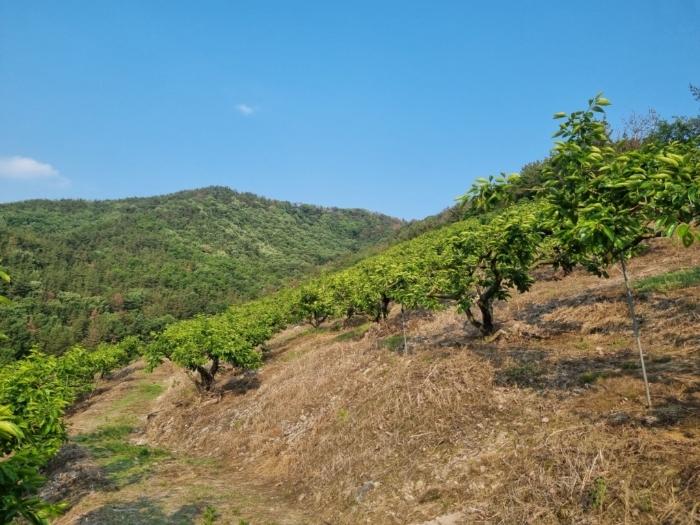 경상남도 밀양시 상남면 동산리 1023 임야 경매 사진 6