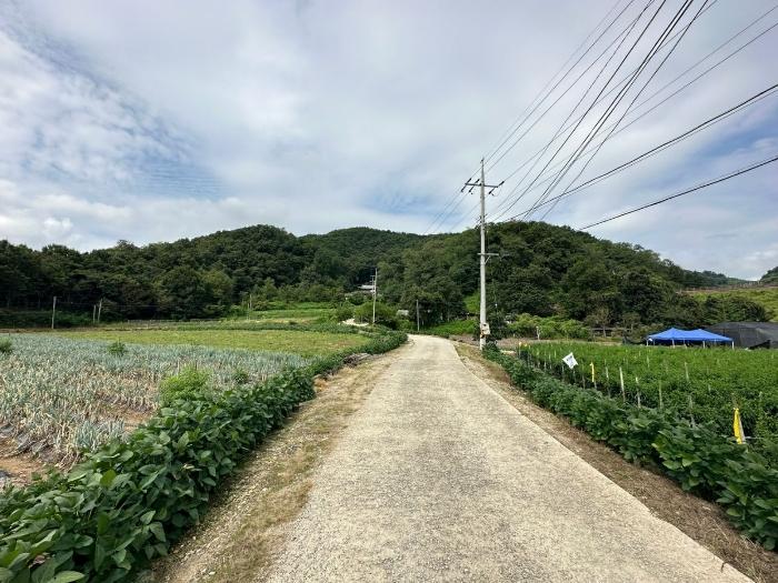 충청북도 증평군 도안면 노암리 530-1 전 경매 사진 10