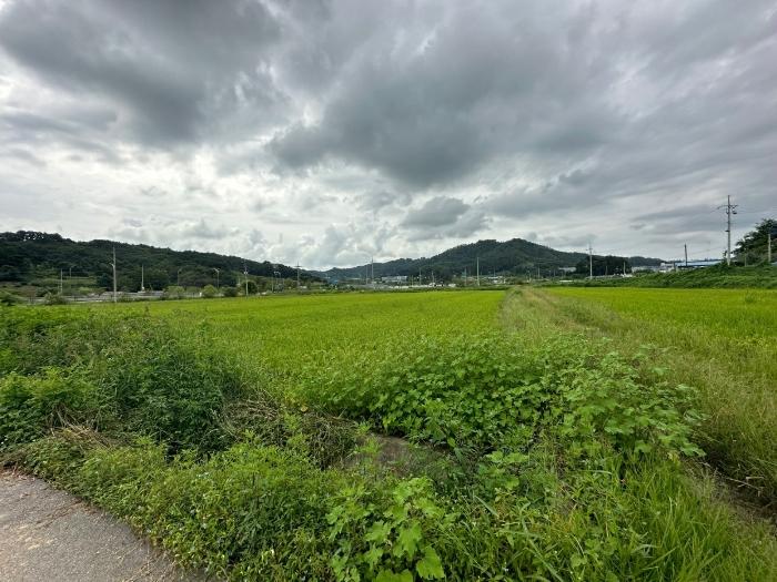 충청북도 증평군 도안면 노암리 530-1 전 경매 사진 11