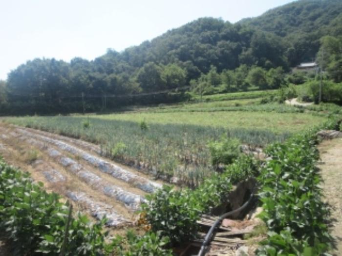 충청북도 증평군 도안면 노암리 530-1 전 경매 사진 18