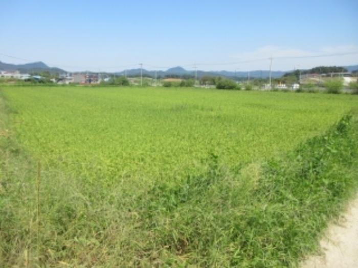 충청북도 증평군 도안면 노암리 530-1 전 경매 사진 19