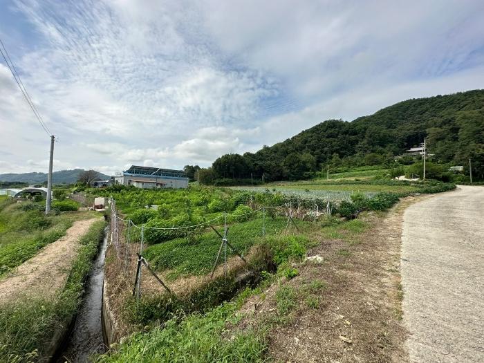 충청북도 증평군 도안면 노암리 530-1 전 경매 사진 2