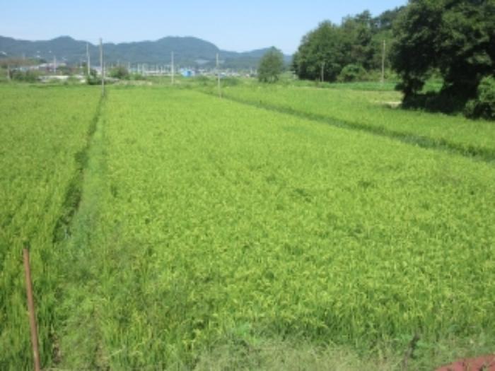 충청북도 증평군 도안면 노암리 530-1 전 경매 사진 20
