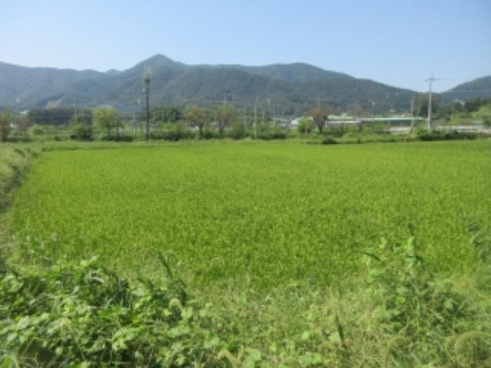 충청북도 증평군 도안면 노암리 530-1 전 경매 사진 25