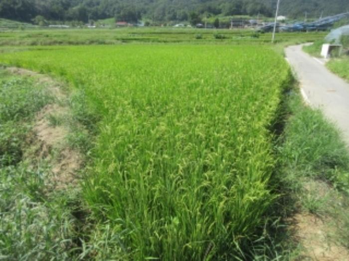 충청북도 증평군 도안면 노암리 530-1 전 경매 사진 26