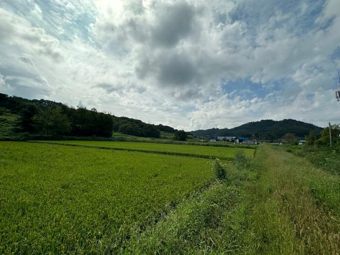 충청북도 증평군 도안면 노암리 530-1 전 경매 사진 4