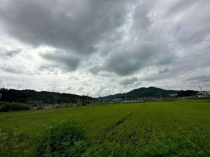 충청북도 증평군 도안면 노암리 530-1 전 경매 사진 5