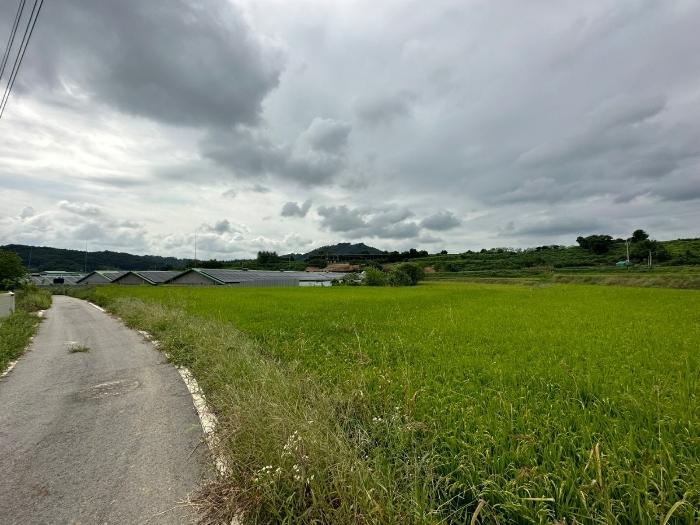 충청북도 증평군 도안면 노암리 530-1 전 경매 사진 6