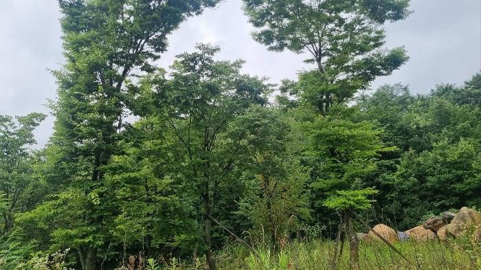 경상남도 거창군 가조면 수월리 1072-14 양어장 경매 사진 8