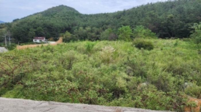 전라남도 여수시 돌산읍 우두리 516-19 임야 경매 사진 22