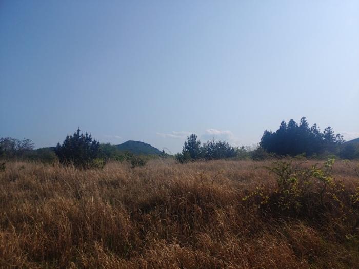 제주특별자치도 제주시 구좌읍 송당리 산224 임야 경매 사진 3