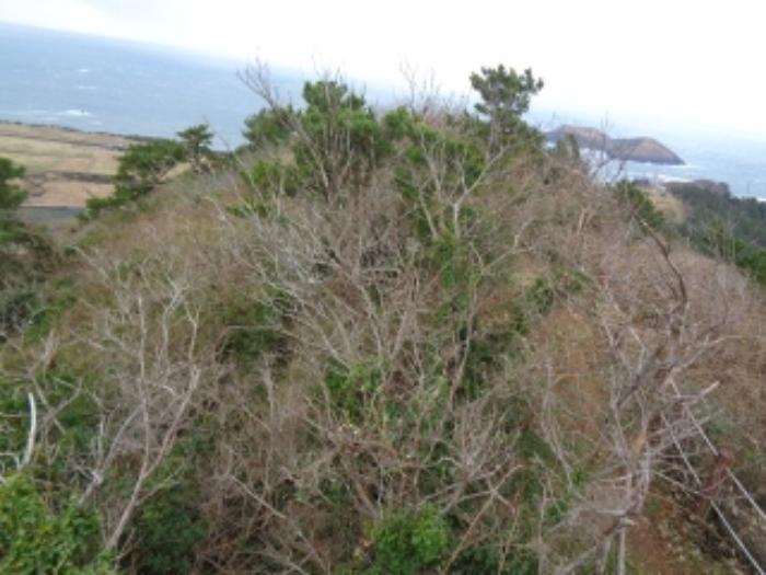 제주특별자치도 제주시 한경면 고산리 산14 임야 경매 사진 5