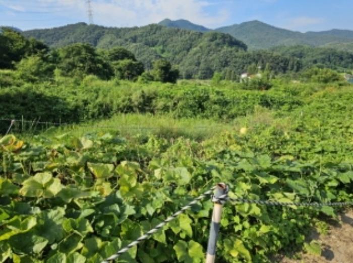 충청북도 충주시 앙성면 용대리 산17 창고 경매 사진 77