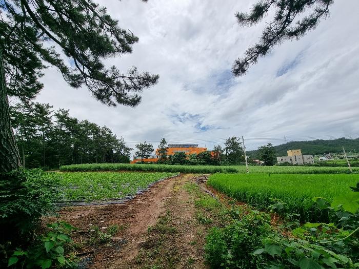 전라남도 영암군 삼호읍 산호리 442-2 전 경매 사진 4