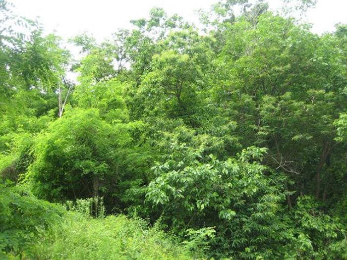 경상북도 예천군 지보면 어신리 531-5 전 경매 사진 16