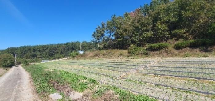 경상남도 함안군 대산면 부목리 180 전 경매 사진 21