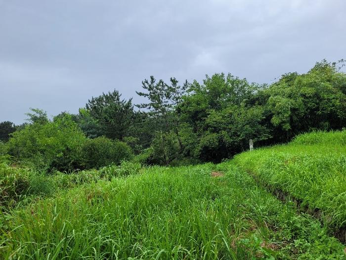 경상남도 창녕군 영산면 성내리 149 전 경매 사진 2