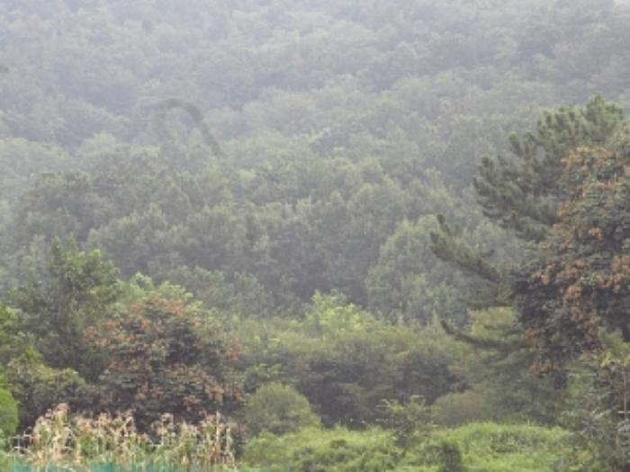 경상남도 창녕군 영산면 성내리 149 전 경매 사진 5