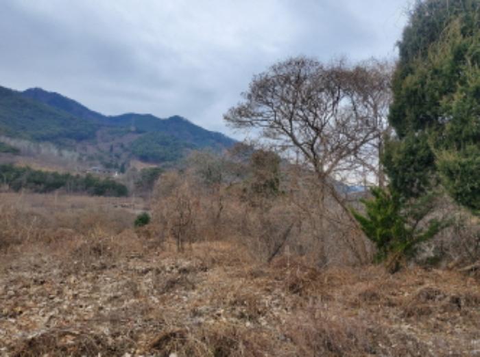 전라남도 순천시 주암면 행정리 370-1 임야 경매 사진 10