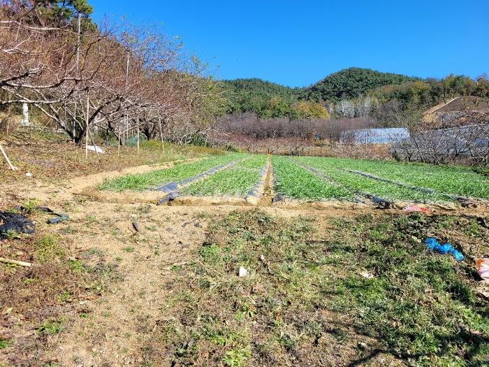 경상남도 창녕군 대합면 대동리 291 전 경매 사진 17