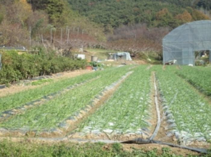 경상남도 창녕군 대합면 대동리 291 전 경매 사진 23