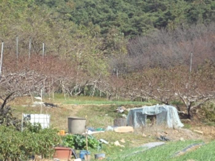 경상남도 창녕군 대합면 대동리 291 전 경매 사진 28