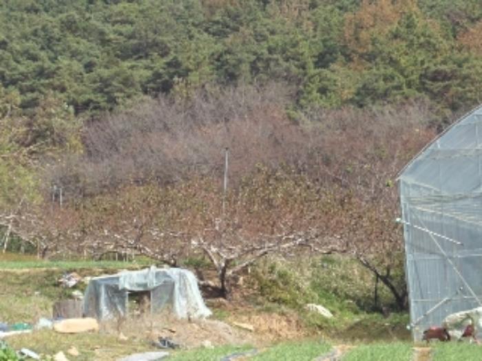 경상남도 창녕군 대합면 대동리 291 전 경매 사진 29