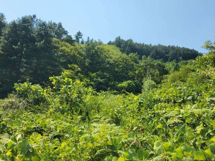 전라남도 보성군 미력면 도개리 822 전 경매 사진 26