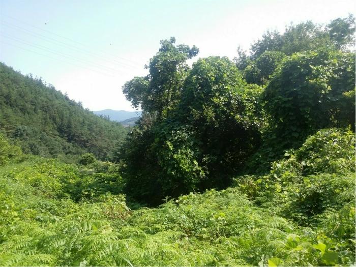 전라남도 보성군 미력면 도개리 822 전 경매 사진 34