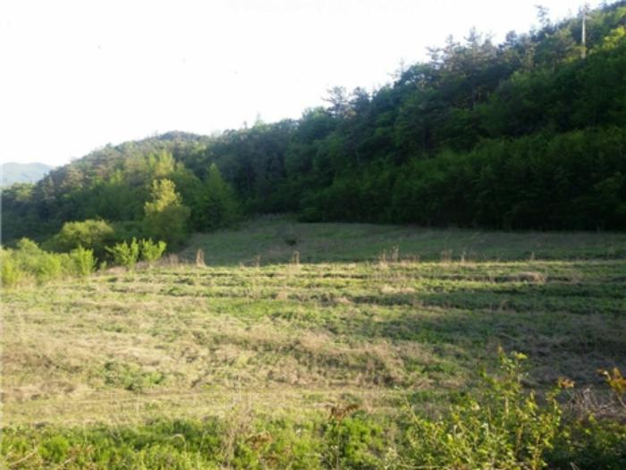 전라남도 보성군 미력면 도개리 822 전 경매 사진 7