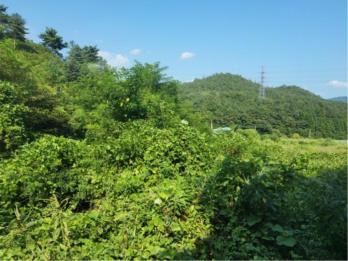 전라남도 보성군 미력면 도개리 828-1 전 경매 사진 30