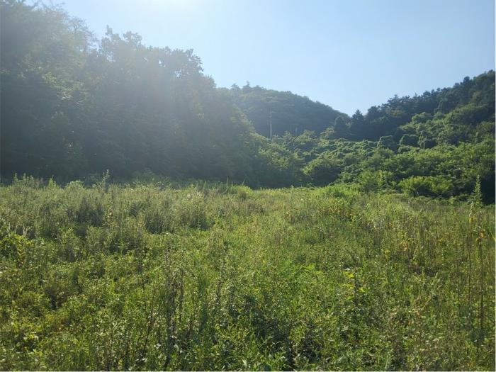 전라남도 보성군 미력면 도개리 828-1 전 경매 사진 37