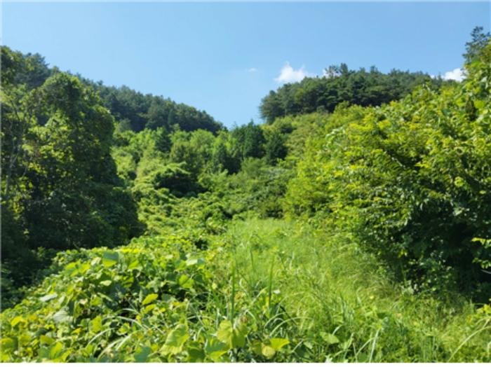전라남도 보성군 미력면 도개리 821-2 전 경매 사진 5