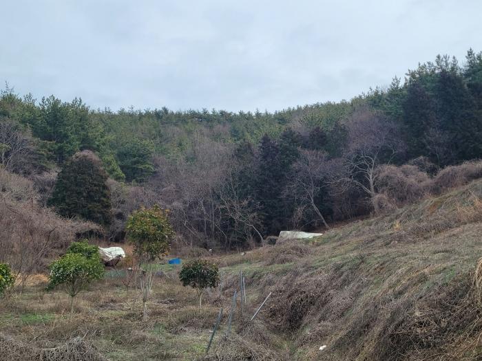 전남 여수시 임야