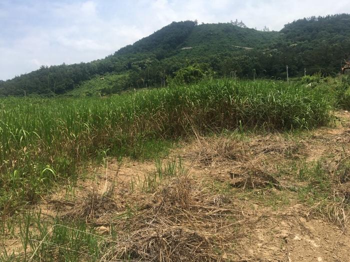 전라남도 해남군 현산면 월송리 1380-1 답 경매 사진 2