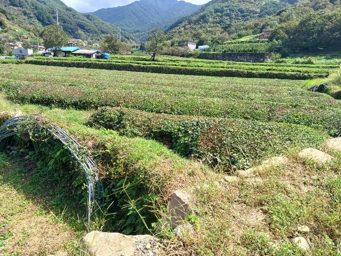 경상남도 하동군 화개면 정금리 1296-3 답 경매 사진 1