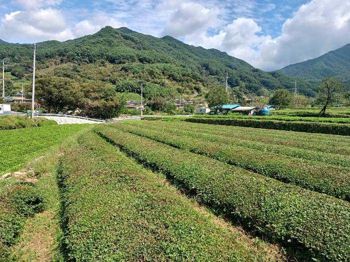 경남 하동군 화개면 정금리 1296-3 답 사진 2